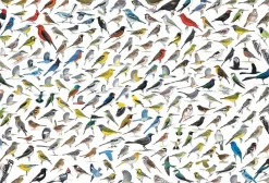 Eurographics - The World of Birds - 2000 Piece Jigsaw Puzzle New