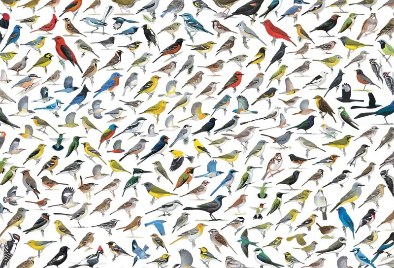 Eurographics - The World of Birds - 2000 Piece Jigsaw Puzzle New