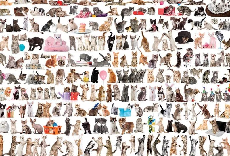 Eurographics - The World of Cats - 2000 Piece Jigsaw Puzzle Online