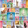 Eurographics - Yoga Dogs - 1000 Piece Jigsaw Puzzle Outlet