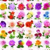 Eurographics Roses - 1000 Piece Jigsaw Puzzle Discount