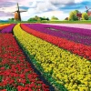 Eurographics - Tulip Fields Netherlands - 1000 Piece Jigsaw Puzzle Hot