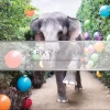 Galison - Gray Malin Party At The Parker - 2-sided 500 Piece Jigsaw Puzzle Discount