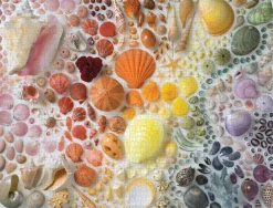 Galison - Rainbow Seashells - 2000 Piece Jigsaw Puzzle Online