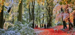 Gibsons - Snow in Autumn - 636 Piece Jigsaw Puzzle Clearance