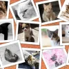 Grafika 00381 Cats - 1000 Piece Jigsaw Puzzle Discount