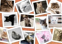 Grafika 00381 Cats - 1000 Piece Jigsaw Puzzle Discount