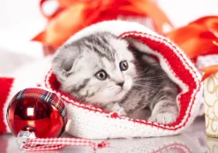 Grafika 01051 Christmas Kitten Discount