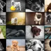 Grafika - Collage - Dogs - 1000 Piece Jigsaw Puzzle Outlet
