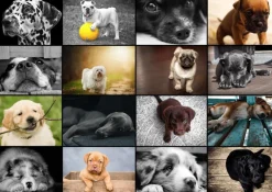 Grafika - Collage - Dogs - 1000 Piece Jigsaw Puzzle Outlet