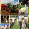 Grafika 00142 Collage - Farmyard Animals - 1000 Piece Jigsaw Puzzle Discount