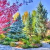 Grafika 00853 Colorful Forest, Colorado, USA - 1000 Piece Jigsaw Puzzle Discount