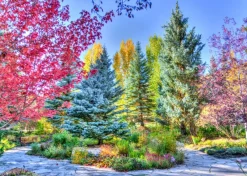 Grafika 00853 Colorful Forest, Colorado, USA - 1000 Piece Jigsaw Puzzle Discount