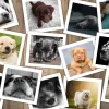 Grafika 00380 Dogs - 1000 Piece Jigsaw Puzzle Fashion