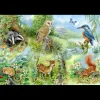 House of Puzzles HOP - Nature Study - BIG 250 Piece Jigsaw Puzzle Hot