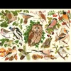 House of Puzzles HOP - Woodland Birds - BIG 500 Piece Jigsaw Puzzle Fashion