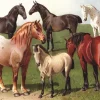 New York Puzzle Company - Horse Breeds - 1000 Piece Jigsaw Puzzle Best