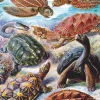 New York Puzzle Company - Vintage Images - Turtles - 1000 Piece Jigsaw Puzzle Clearance
