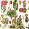 New York Puzzle Company - Vintage Images - Cactus - 1000 Piece Jigsaw Puzzle Hot