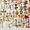 New York Puzzle Company - Vintage Images - Mushrooms - 1000 Piece Jigsaw Puzzle Sale