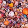 Piatnik - Sea Shells - 1000 Piece Jigsaw Puzzle Best