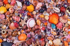 Piatnik - Sea Shells - 1000 Piece Jigsaw Puzzle Best