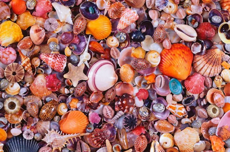 Piatnik - Sea Shells - 1000 Piece Jigsaw Puzzle Best