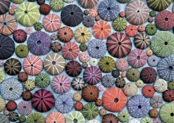 Piatnik - Sea Urchins - 1000 Piece Jigsaw Puzzle Outlet
