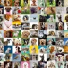 Ravensburger - 99 Lovable Dogs - 750 Piece Jigsaw Puzzle Fashion
