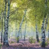 Ravensburger - Birch Forest - 1000 Piece Jigsaw Puzzle Online