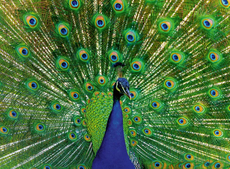 Ravensburger - Colourful Animals - Peacock - 500 Piece Jigsaw Puzzle Clearance