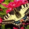 Ravensburger - Colourful Animals - Butterfly - 500 Piece Jigsaw Puzzle Outlet