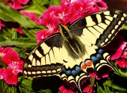 Ravensburger - Colourful Animals - Butterfly - 500 Piece Jigsaw Puzzle Outlet