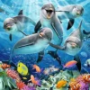 Ravensburger - Dolphins - 500 Piece Jigsaw Puzzle New
