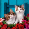 Ravensburger - Kittens and Roses - 500 Piece Jigsaw Puzzle Fashion