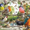 Ravensburger - Our Feathered Friends - 1000 Piece Jigsaw Puzzle New