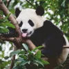 Ravensburger - Panda Bear - 500 Piece Jigsaw Puzzle Hot