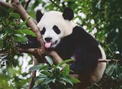 Ravensburger - Panda Bear - 500 Piece Jigsaw Puzzle Hot