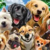 Schmidt - Dog Selfie - 500 Piece Jigsaw Puzzle Discount