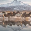 Schmidt - Horses in Cappadocia - 1000 Piece Jigsaw Puzzle Online