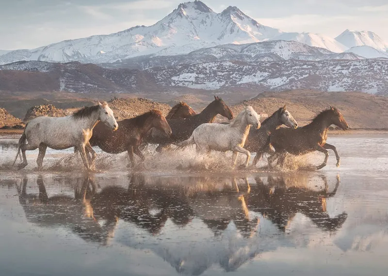 Schmidt - Horses in Cappadocia - 1000 Piece Jigsaw Puzzle Online