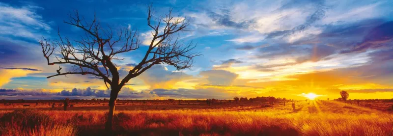 Schmidt - Mark Gray: Australia, Oak of the desert at the sunset - 1000 Piece Jigsaw Puzzle Hot