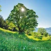 Schmidt - Mountain Maple in Sunlight - 1000 Piece Jigsaw Puzzle Outlet