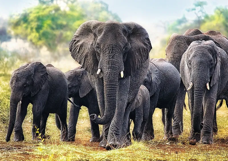 Trefl - African Elephants - 1000 piece jigsaw puzzle Outlet