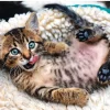 Trefl - Cheerful Kitten - 1000 piece jigsaw puzzle Discount