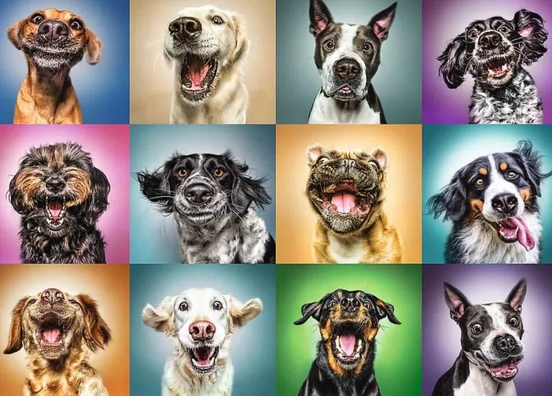 Trefl - Funny Dog Portraits - 1000 Piece Jigsaw Puzzle Outlet