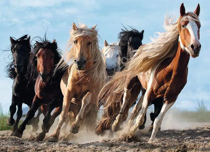Trefl - Galopping Horses - 1000 Piece Jigsaw Puzzle New