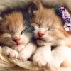 Trefl - Sleeping Kittens - 500 Piece Jigsaw Puzzle Best