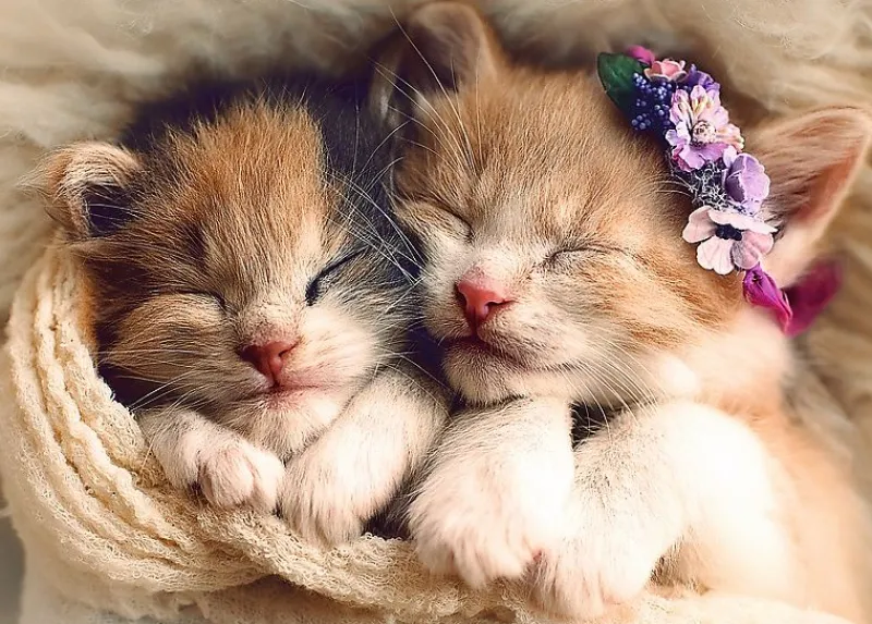 Trefl - Sleeping Kittens - 500 Piece Jigsaw Puzzle Best