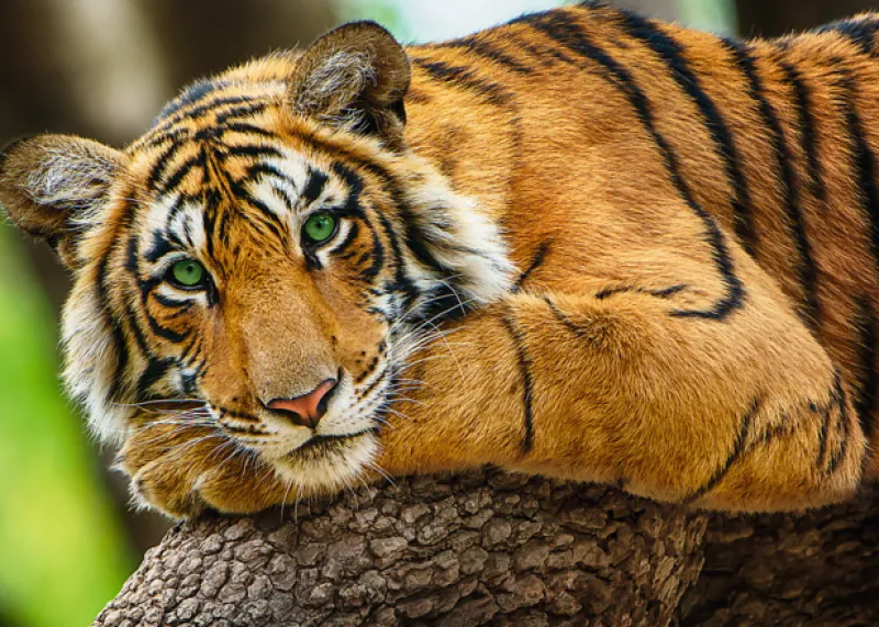 Trefl - Tiger - 500 Piece Jigsaw Puzzle Clearance